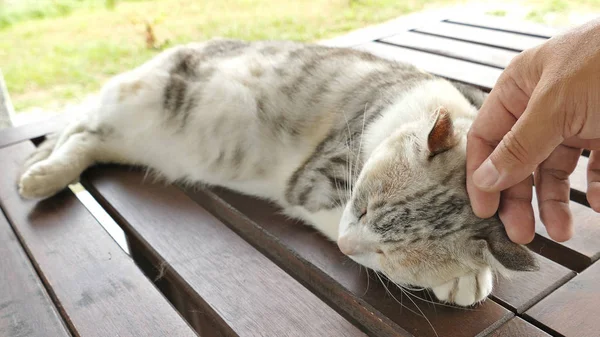 touch a sleeping cat lying on wooden desk in the outdoor