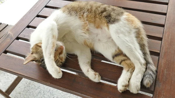 屋外の木製の机の上に寝そべっている猫 — ストック写真