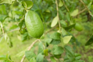 çiftlik ağacında yeşil limon meyve