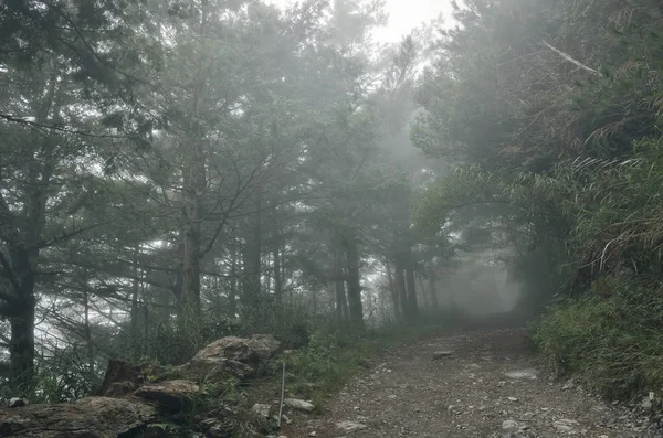 森林的景观与薄雾和没有人在道路上 — 图库照片