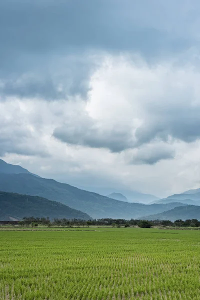 Paesaggio Rurale Fattoria Risaia Verde — Foto Stock