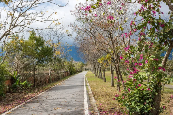 昼間で田舎の木と道路 — ストック写真