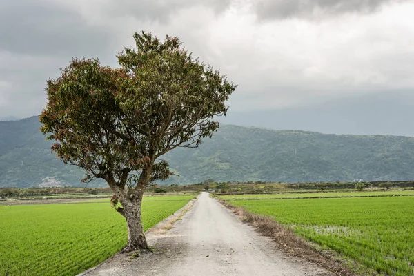 道路のそばの木と田園風景 — ストック写真