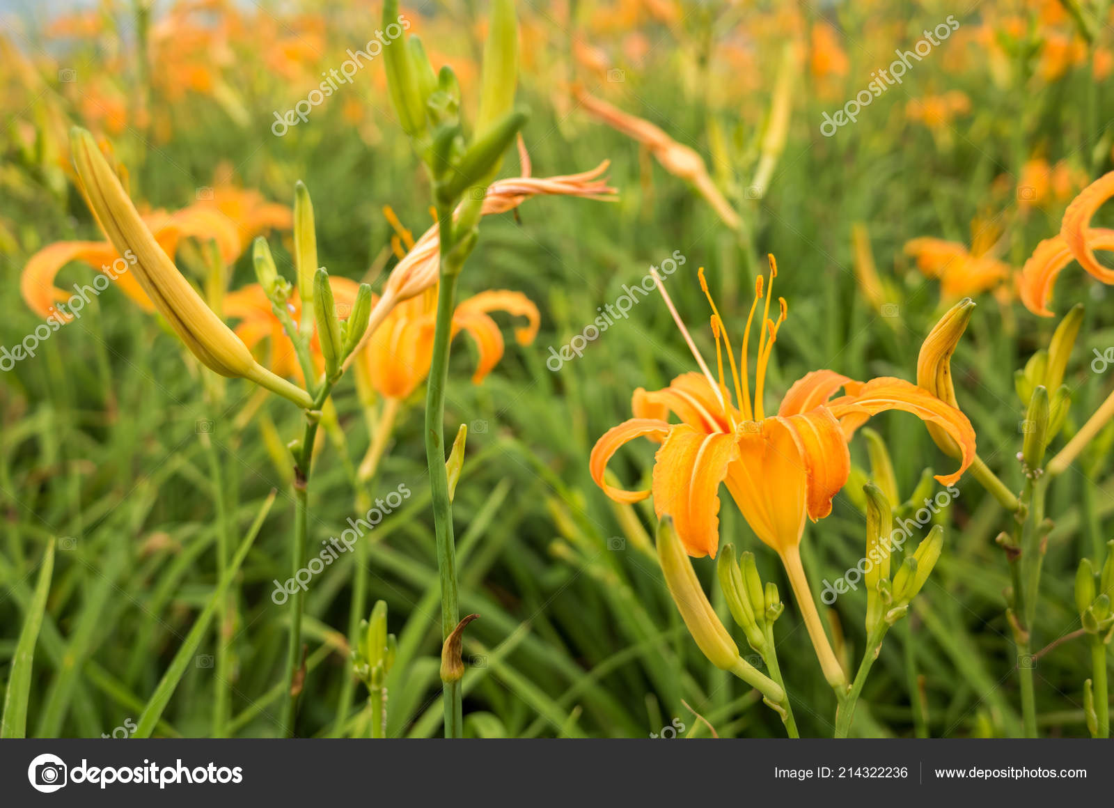 Landscape Tiger Lily Daylily Flowers Farm Taiwan Stock Photo by ©elwynn