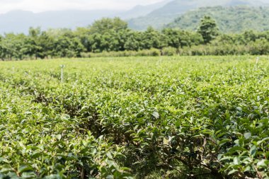çay ağacı Luye, Taitung, Tayvan, çiftlik
