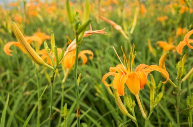 tiger lily (daylily) çiçek Çiftliği'nde Tayvan peyzaj