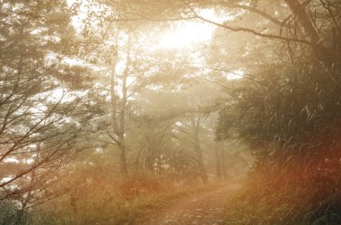 manzara orman sis ve kimse yolda