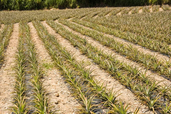 Landschap Van Ananas Boerderij Met Niemand Overdag — Stockfoto