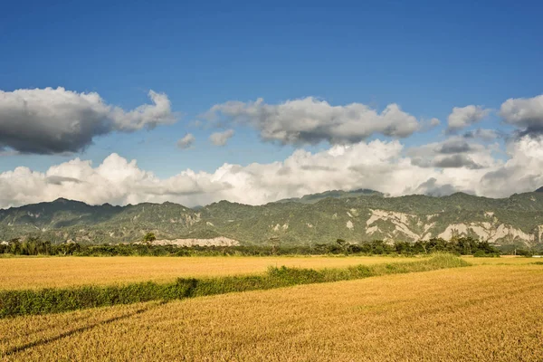 Rural Scenery Golden Paddy Rice Farm Luye Taitung Taiwan Asia — Stock Photo, Image