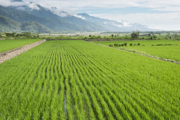 Landscape Green Paddy Farm Scenery Daytime — Stock Photo, Image