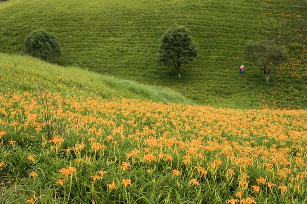 Landschap Van Tiger Lily Daglelies Bloemen Boerderij Taiwan — Stockfoto