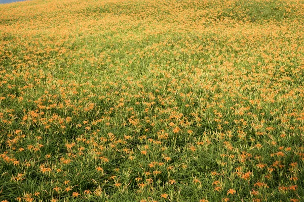 Krajobraz Tiger Lily Liliowca Kwiaty Farma Taiwan — Zdjęcie stockowe