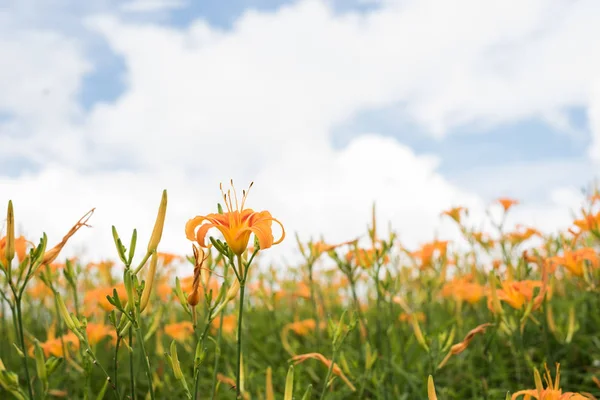 Landschaft Der Tigerlilie Taglilie Blumen Farm Auf Taiwan — Stockfoto