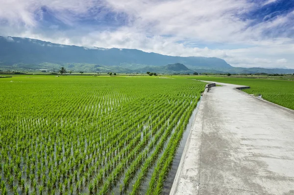 Paisagem Rural Estrada Com Fazenda Arroz Verde Taitung Taiwan — Fotografia de Stock
