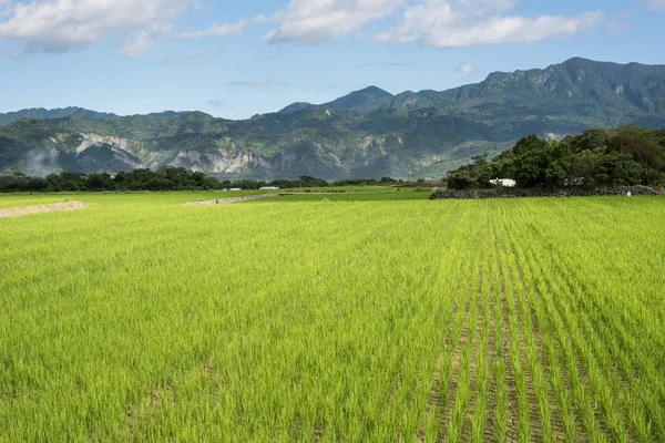 Landschaft Mit Grünen Reisfeldern Bei Tag — Stockfoto