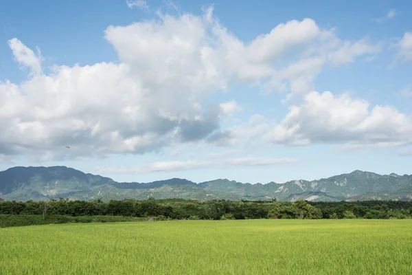Landschaft Mit Grünen Reisfeldern Bei Tag — Stockfoto