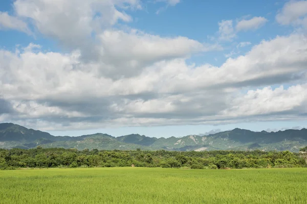 Landschaft Mit Grünen Reisfeldern Bei Tag — Stockfoto