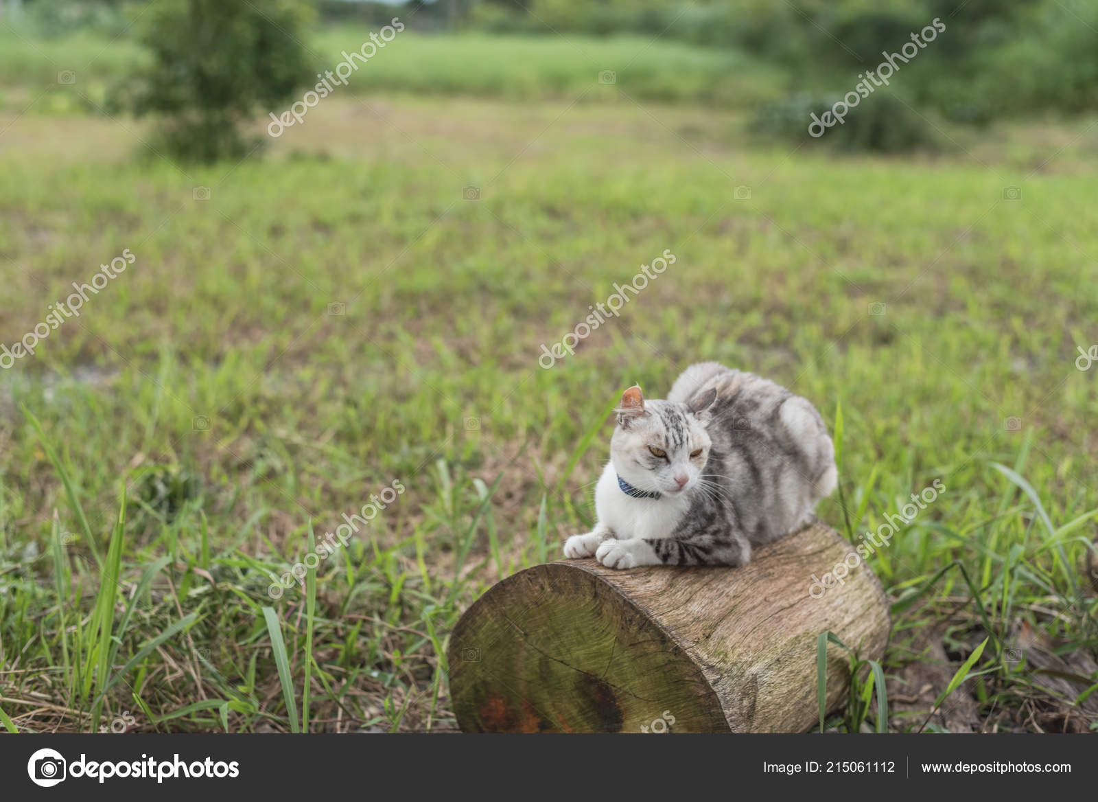 Cat Wood One Kitty Sit Outdoor Stock Photo Image By C Elwynn Cat Wood One Kitty Sit Outdoor Stock Photo Image By C Elwynn