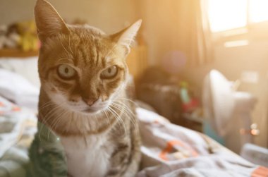 Tekir şişman kedi evde yatakta yatarken