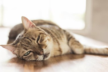 şişman tekir kedi uyku kapalı tablo