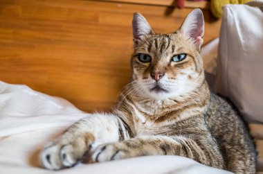 Tembel ve komik tekir kedi evde bir yatakta kal.