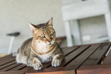 Evcil tekir kedi, dışarıda masanın üzerine otur.