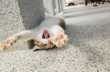 Küçük kedi dışarıda komik bir şekilde uyuyor.