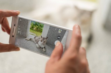 kadın almak küçük bir kedi resmi