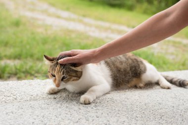 Dışarıda yerde yatan bir kediye dokun.