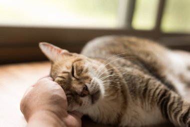 şişman tekir yerli kedi evde masaya uyku dokunmatik