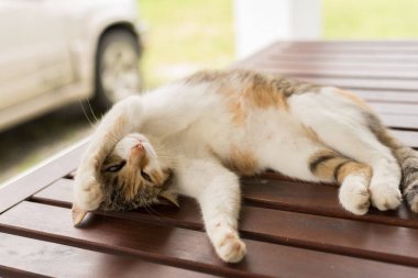Şirin kedi uyuyor ve dışarıdaki ahşap masada yatıyor.