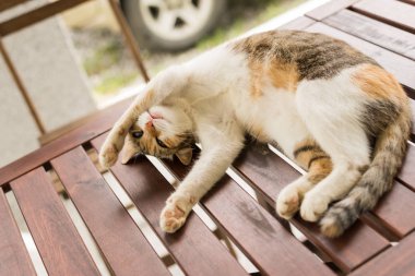 Şirin kedi uyuyor ve dışarıdaki ahşap masada yatıyor.