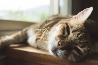 Tembel kedi tahta masada uyuyor.