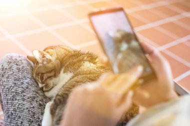 Cep telefonu olan bir kedi, yaşlı bir kedi bir kadının kalçasına oturur..