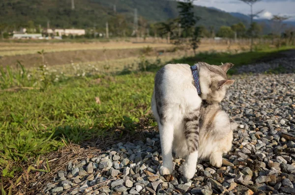 Kleine Katze Juckt Freien — Stockfoto