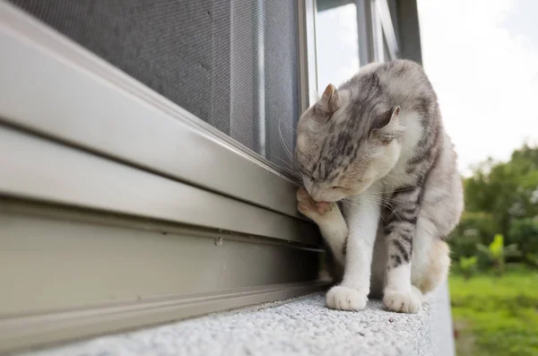 Tête Lavage Chat Près Fenêtre — Photo