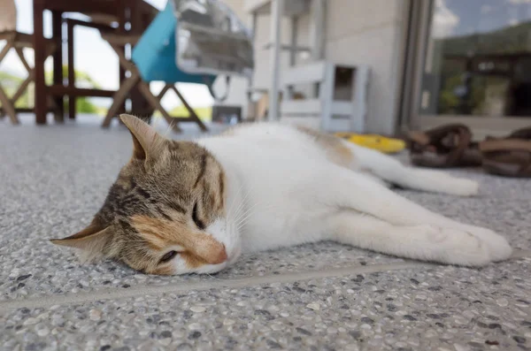 Gato Doméstico Dormir Suelo — Foto de Stock