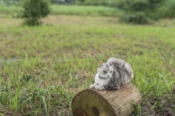 Katze Auf Dem Holz Ein Kätzchen Freien — Stockfoto