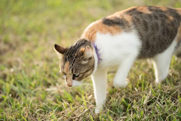 Kitty Grassland Domestic Cat Outdoor — Stock Photo, Image