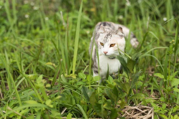 草原灰色の猫散歩 — ストック写真