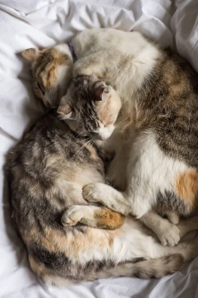 Ładny Mały Kot Domowy Leżąc Łóżku Jej Rodziny — Zdjęcie stockowe
