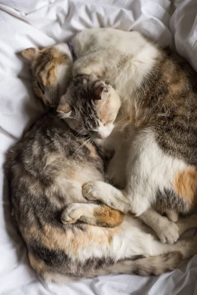 Mignon Domestique Petit Chat Couché Sur Lit Avec Famille — Photo