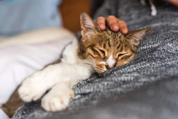 줄무늬 고양이 침대에 여자에 — 스톡 사진