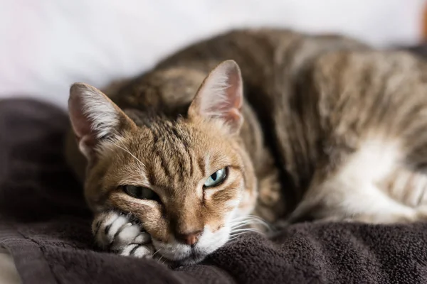 느릿느릿 고양이가 침대에 — 스톡 사진