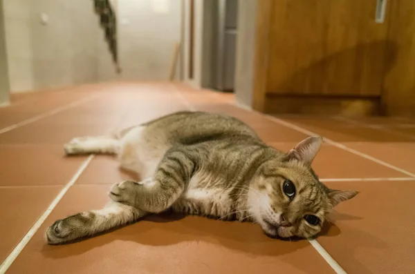 Faule Tabby Katze Hause Auf Dem Boden Liegend — Stockfoto