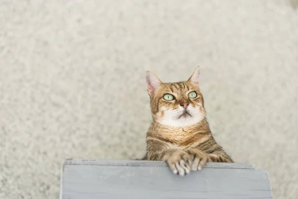 Huiselijke Tabby Kat Zitten Tafel Buitenkant — Stockfoto