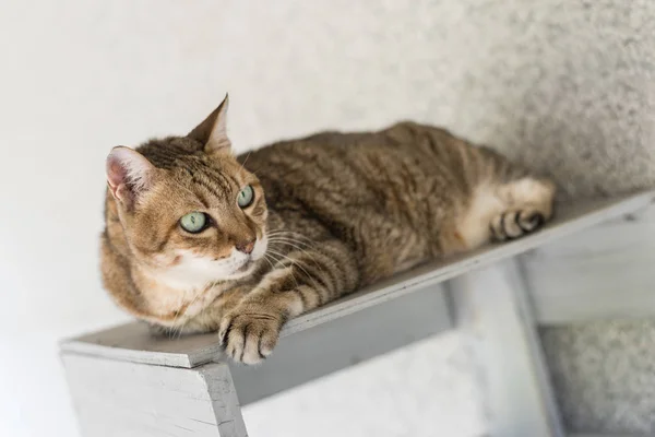 Gato Tabby Doméstico Sentarse Mesa Exterior —  Fotos de Stock