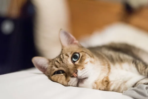 Lazy Funny Tabby Cat Stay Bed Home — Stock Photo, Image