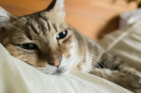 Faule Und Lustige Gestromte Katze Bleibt Hause Auf Dem Bett — Stockfoto