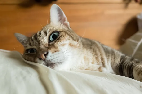 Lazy Funny Tabby Cat Stay Bed Home — Stock Photo, Image